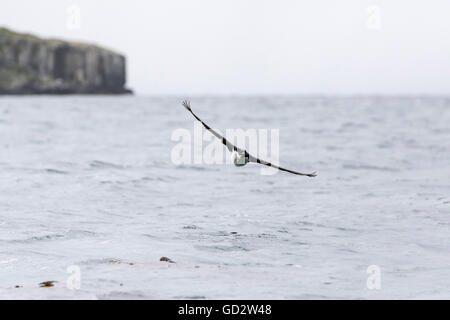 Auckland-Inseln Shag im Flug auf Enderby Island, Auckland-Inseln, Neuseeland Stockfoto