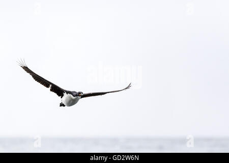 Auckland Island Shag im Flug, subantarktischen Auckland-Inseln, Neuseeland Stockfoto