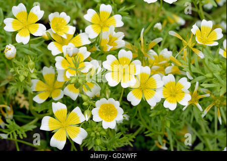 Douglas Meadowfoam oder pochiertes Ei Pflanze - Limnanthes douglasii Stockfoto