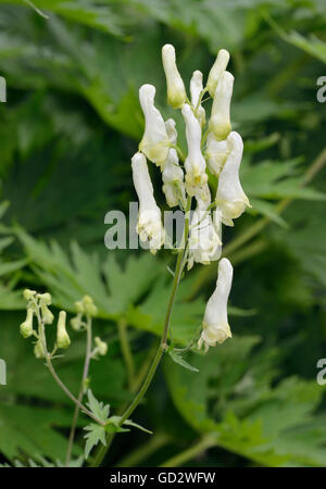 Gelber Eisenhut - Aconitum Vulparia giftig Alpenblume Stockfoto
