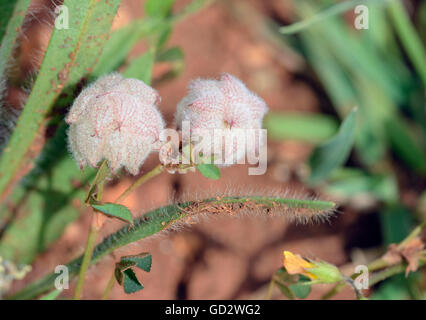 Umgekehrte oder persischer Klee - Trifolium Resupinatum kleine mediterrane Blume Stockfoto