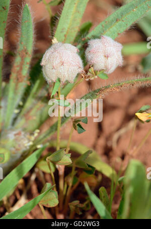 Umgekehrte oder persischer Klee - Trifolium Resupinatum kleine mediterrane Blume Stockfoto