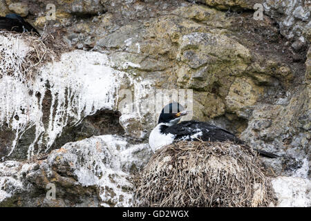 Auckland-Inseln shag Verschachtelung in Enderby Island, Auckland-Inseln, Neuseeland Stockfoto