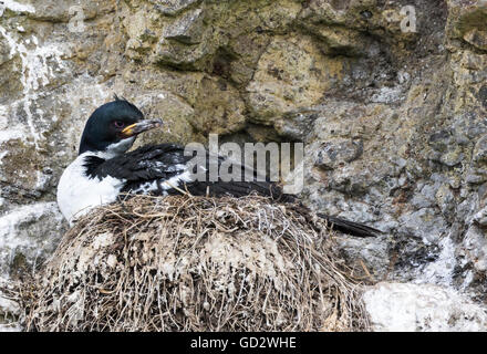 Auckland-Inseln shag Verschachtelung in Enderby Island, Auckland-Inseln, Neuseeland Stockfoto