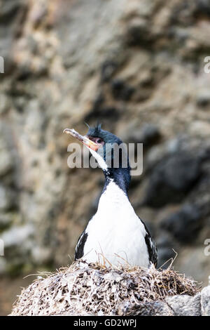 Auckland-Inseln shag Verschachtelung in Enderby Island, Auckland-Inseln, Neuseeland Stockfoto