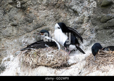 Verpaart paar der Auckland-Inseln Shags nisten in Enderby Island, Auckland-Inseln, Neuseeland Stockfoto