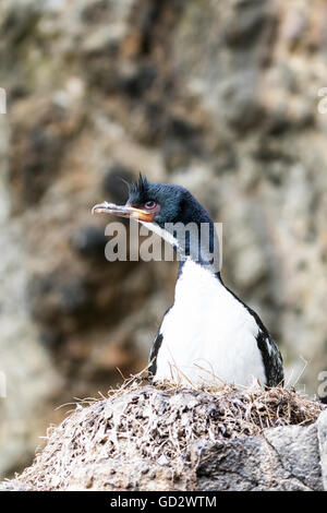 Auckland-Inseln shag Verschachtelung in Enderby Island, Auckland-Inseln, Neuseeland Stockfoto