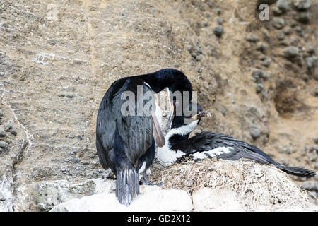 Verpaart paar der Auckland-Inseln Shags nisten in Enderby Island, Auckland-Inseln, Neuseeland Stockfoto