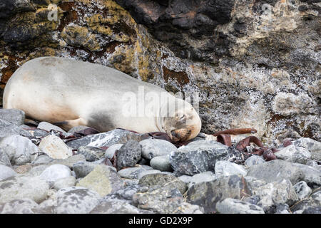 Schlafende Neuseeland Seelöwe auf Enderby Island, subantarktischen Auckland-Inseln, New Zealand Stockfoto