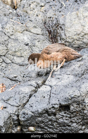 Auckland-Petrol oder Auckland Island Petrol / Ente, Enderby Insel, Auckland Islands Group, New Zealand Sub-Antarktis Stockfoto