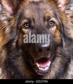 Deutscher Schäferhund Nahaufnahme Schuss seines Kopfes.  Er ist lang behaart und Zobel. Stockfoto