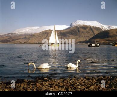 Schottland, Argyll. Schwäne am Loch Linnhie mit Ben Nevis und es ist Vorreiter mit viel Schnee. Ca. 1980.    Gescannte aus einer Stockfoto