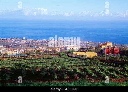 Weinberge und Blick auf Puerto De La Cruz von La Orotava. Teneriffa, Kanarische Inseln, Spanien. Stockfoto