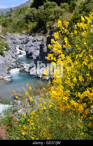 Gelber Ginster in Alcantara-Schlucht (Gole Alcantara), Sizilien, Italien Stockfoto