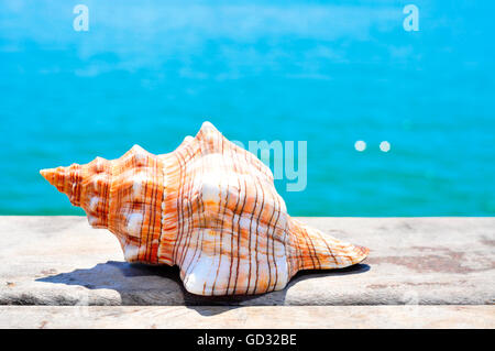 Nahaufnahme von einer Muschel auf einem verwitterten hölzernen Pier über dem Meer Stockfoto