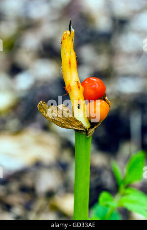 Italienische Arum oder italienischen Lords-and-ladies (Arum unsere) Stockfoto