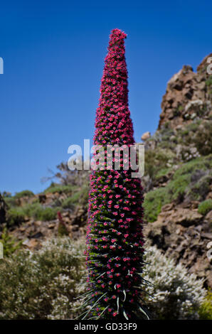 Teide Bugloss Blume (Echium Wildpretii) Oraginaceae Familie, endemisch auf Vulkan Teide, Teneriffa Insel, Kanaren, Spanien Stockfoto