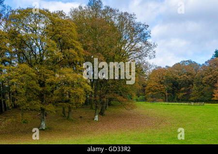 Eichen im Herbst am Rande des Kuckucks Braue Holz in der Nähe von weit Sawrey im Lake District National Park, Cumbria, England. Stockfoto