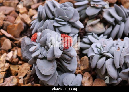 Crassula 'Morgans Beauty', ein saftiges Winterbourne Gärten wachsen. Stockfoto