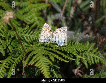 Zwei gewöhnliche blaue Schmetterlinge (Polyommatus icarus), die sich auf einem Bracken-Halbmond England verpaaren Stockfoto