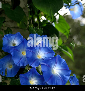 Blaue Blume Ackerwinde (Convolvulus Sabatius) Stockfoto