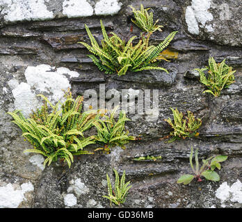 Von Klümpchen Maidenhair Spleenwort (Asplenium Trichomanes) zunehmend von der Mauer von kildalton Alte Pfarrkirche. Stockfoto