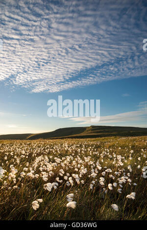 Großen Sommerhimmel über Mauren von Nordengland. Ansicht von Regal Moor am Bleaklow, Derbyshire. Stockfoto