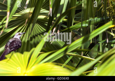 Schöne kleine braune Vogel sitzend in üppigen tropischen sonnigen grünen und gelben Pflanzen mit detaillierten Schatten in Mexiko Stockfoto