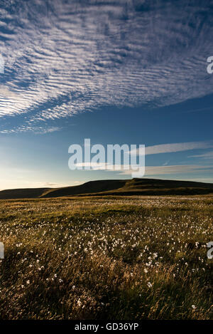 Großen Sommerhimmel über Mauren von Nordengland. Ansicht von Regal Moor am Bleaklow, Derbyshire. Stockfoto