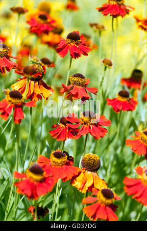 Orangerot Helenium Rotkäppchen, Schneezeeed Blumenbeet Stockfoto