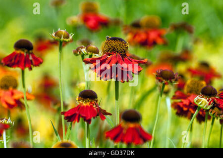 Helenium Rotkäppchen, Sneezeweed Stockfoto