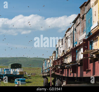 Alten Bienenstöcke auf einem Wagen, Armenien. Stockfoto