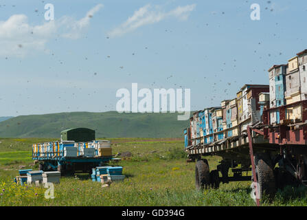 Alten Bienenstöcke auf einem Wagen, Armenien. Stockfoto