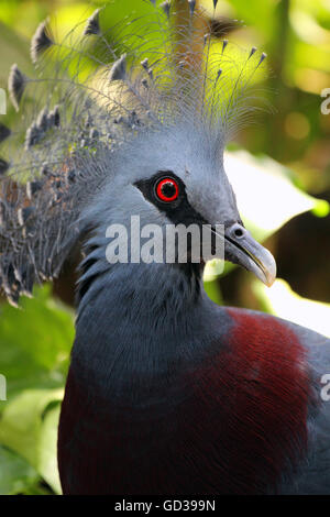 Victoria-Crowned Taube - Schuss in den Kopf. An der Central Park Zoo in New York getroffen. Stockfoto