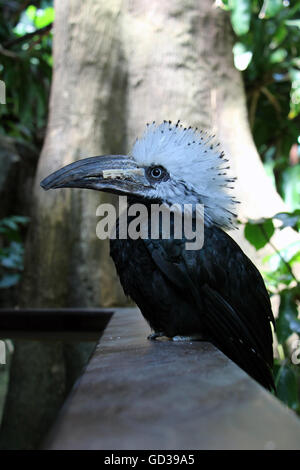 White-crested Hornbill - Stelle erschossen. An der Central Park Zoo in New York getroffen. Stockfoto