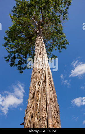 Tropischer Baum wächst im Regenwald von Borneo, Malaysia, zeigt Reben wachsen auf den Stamm Stockfoto