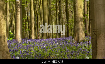 Bluebell Blumenwiese im Hallerbos Wald in Brüssel, Belgien Stockfoto