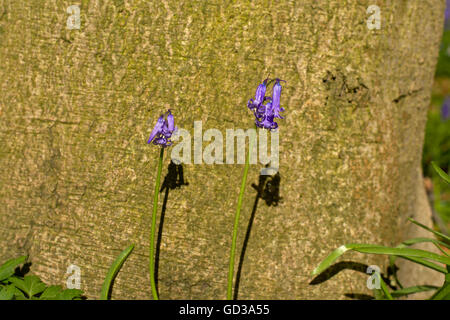 Zwei einsame Glockenblume Blumen vor Baum Stockfoto