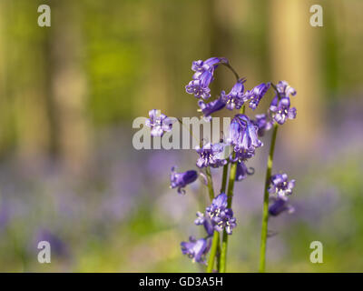 Nahaufnahme von Bluebell Blumen Bokeh Wald im Hintergrund, in der berühmten Hallerbos, Brüssel Stockfoto