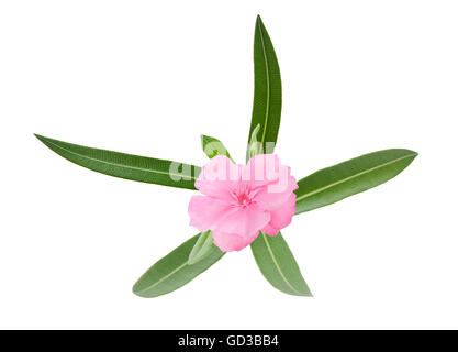 Oleander-Zweig mit Blättern isoliert auf weiss Stockfoto