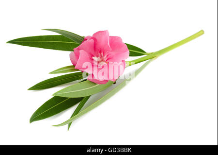 Oleander Blüte und Blätter isoliert auf weiss Stockfoto