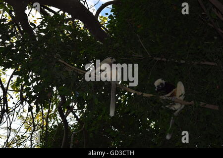 Lemuren im Wald spielen Stockfoto