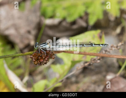 Weibliche gemeinsame blue Damselfly (Enallagma Cyathigerum) in Berkshire, England Stockfoto