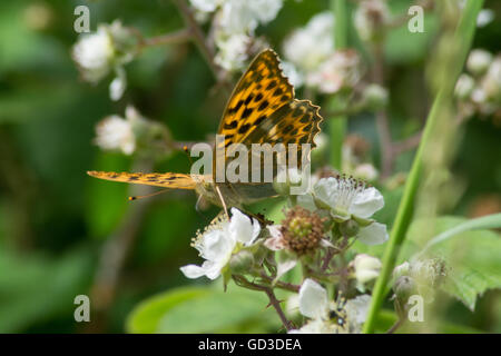 Silbergewaschene Fritillarschmetterlinge (Argynnis paphia) auf Bramble-Blüten, Großbritannien Stockfoto