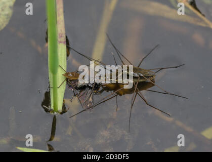 Gemeiner Teichläufer Gerris lacustris auf der Oberfläche des Teiches in Hampshire, Großbritannien Stockfoto