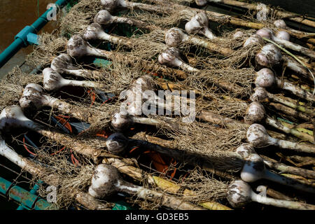 Zwiebeln Knoblauch trocknen: Aberystwyth Schrebergärten am "Offenen Garten" Tag, Sonntag, 10. Juli 2016 Stockfoto