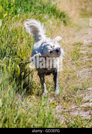 Platin farbige Golden Retriever Hund Wasser Ranch Weiher abschütteln Stockfoto