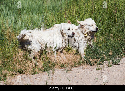 Platin Farbe Golden Retriever Hunde laufen & spielen auf einer Ranch in Colorado; USA Stockfoto