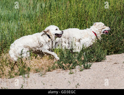 Platin Farbe Golden Retriever Hunde laufen & spielen auf einer Ranch in Colorado; USA Stockfoto