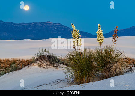 Blühenden Yuccas mit Vollmond über Berg Stockfoto